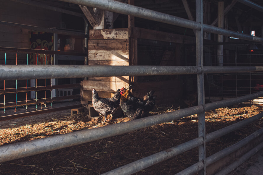 the inside of the Smith Family Farms barn