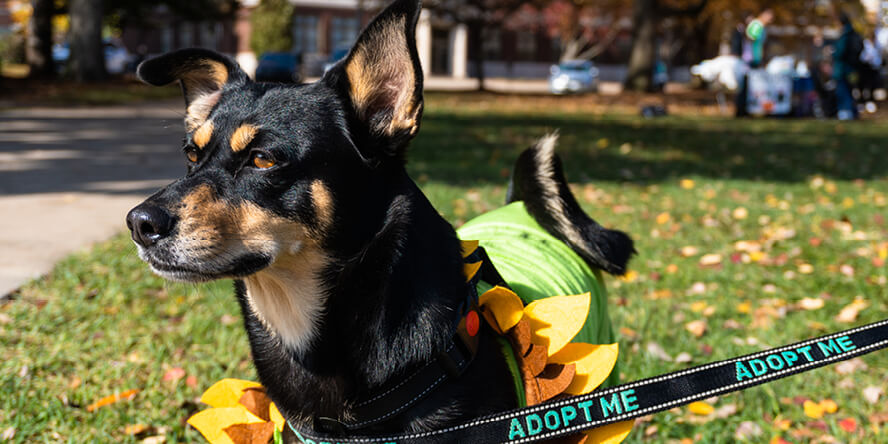 A dog dressed as a sunflower with a leash that says “Adopt Me” looks across the mall.