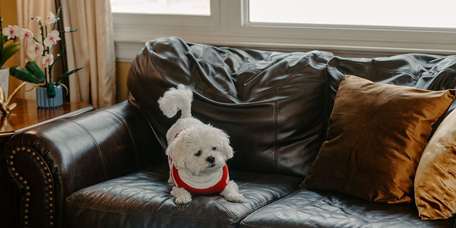 A small white dog wearing a red and white striped sweater crouches on a brown couch, preparing to jump at an unpictured target.