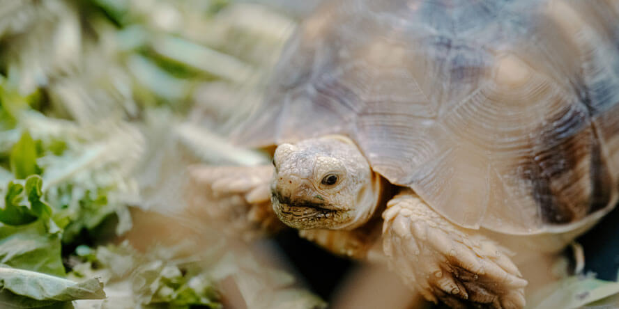 A young tortoise is surrounded in its enclosure with lettuce. 