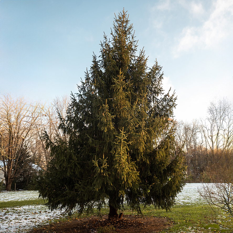 The spruce that Darrell Smith donated to become the Purdue Memorial Union Christmas tree.