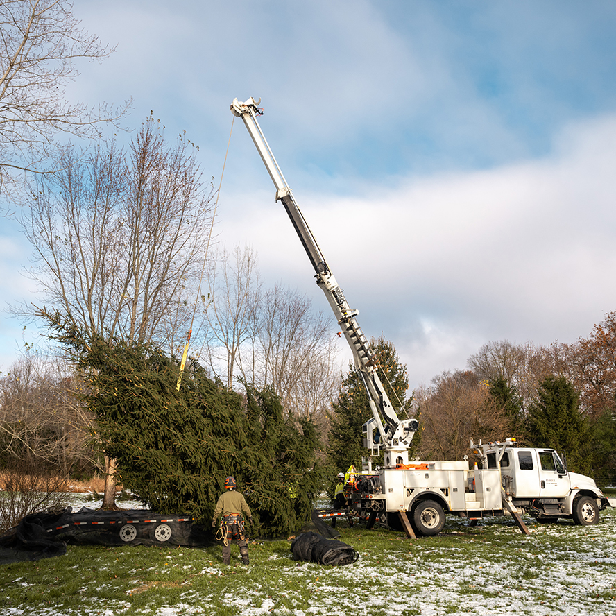 A work crew cuts down the tree Darrell Smith donated to Purdue.