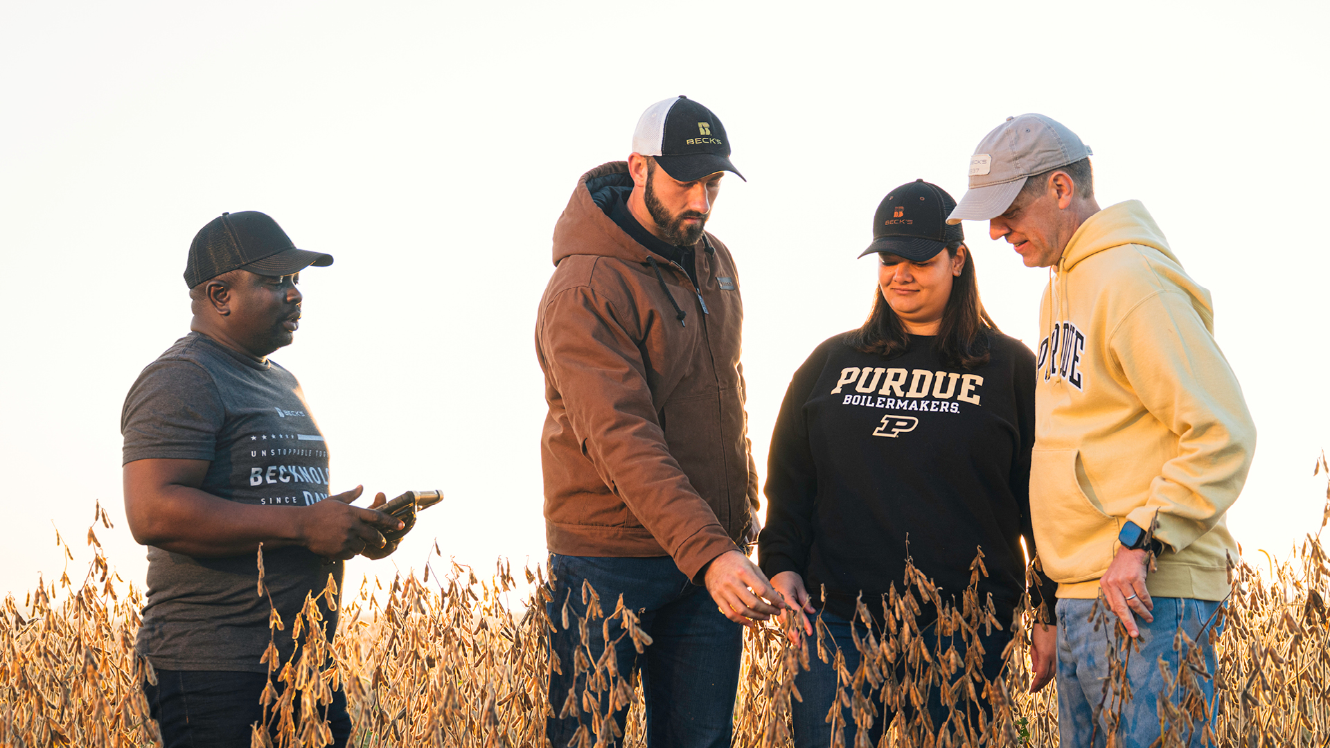 Three men and one woman wearing Purdue and Beck’s gear examine a crop in a field.
