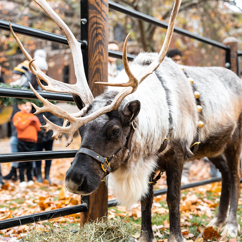 Denali the reindeer, wearing a sleigh-bell harness, at an event on the Purdue campus