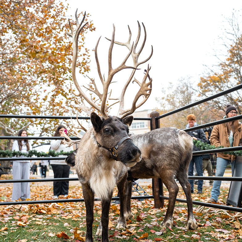 Juneau the reindeer at an event on the Purdue campus