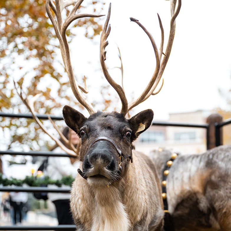 Juneau the reindeer at an event on the Purdue campus