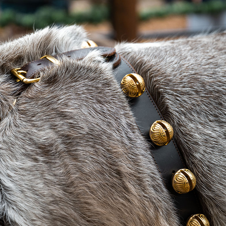 A reindeer’s sleigh-bell harness