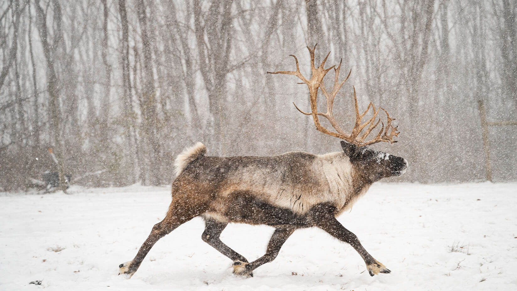 Denali the reindeer runs in the snow