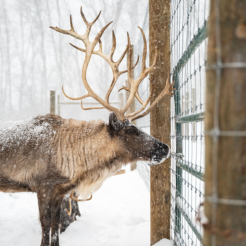 Juneau the reindeer at the Crowls’ Lafayette farm