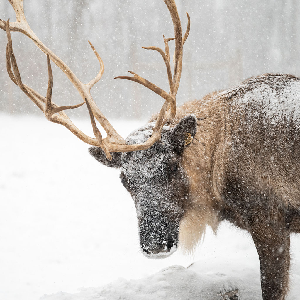 Juneau the reindeer at the Crowls’ Lafayette farm