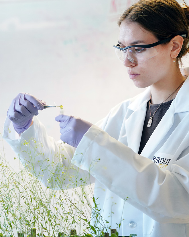 Purdue undergraduate researcher studies plant biology