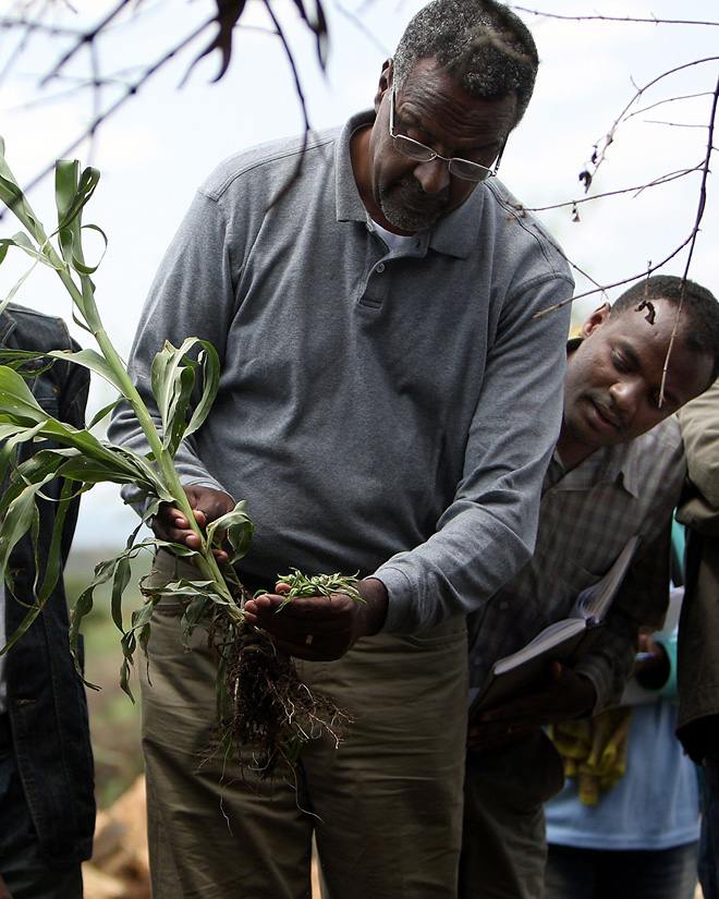 Gebisa Ejeta of the Purdue College of Agriculture, examines sorghum in Ethiopia.