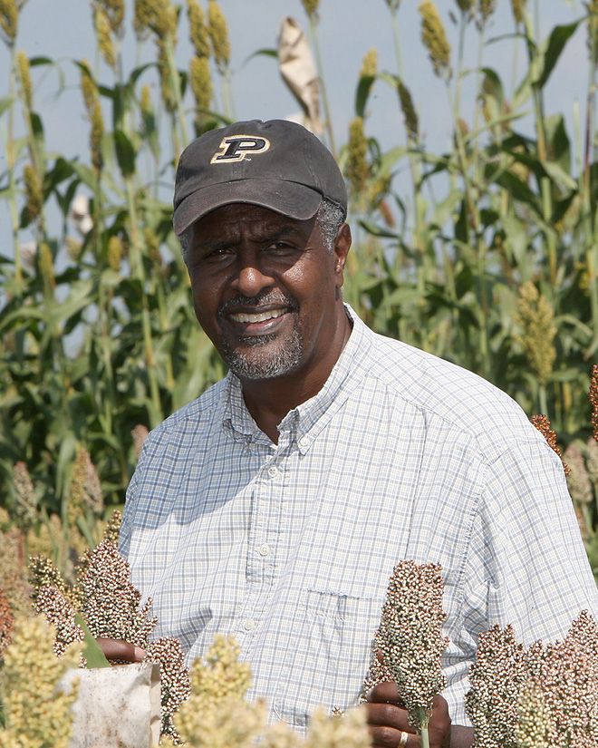 Gebisa Ejeta of the College of Agriculture, holds sorghum in Purdue field