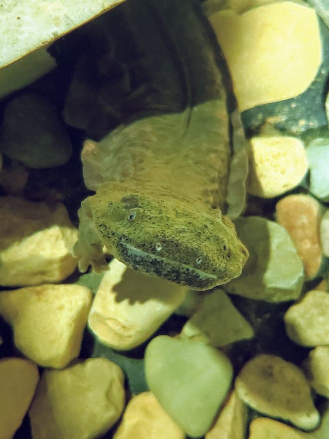 Purdue studies the hellbender salamander for which Minecraft has created a game.