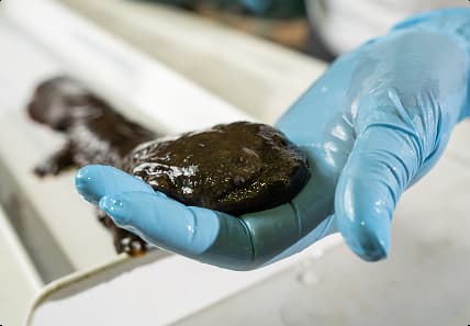 A Purdue researcher works with a hellbender salamander.