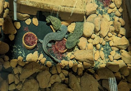 Purdue studies the hellbender salamander for which Minecraft has created a game.